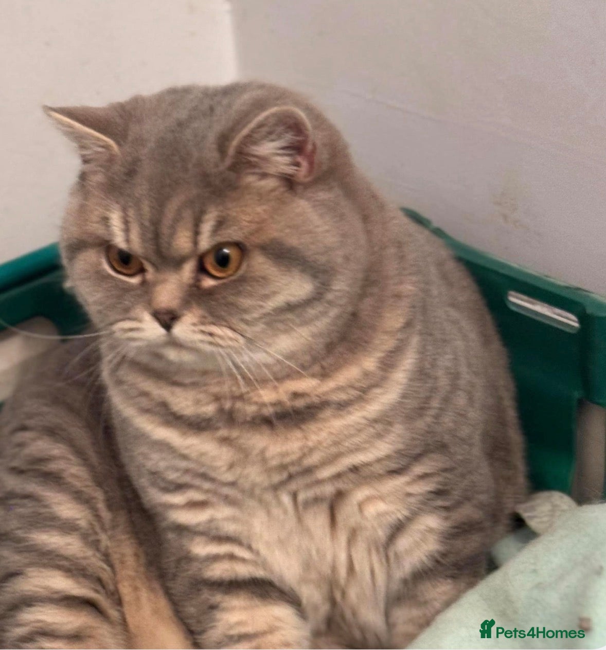 British Shorthair cats GCCF blue spotte male  - Advert 2