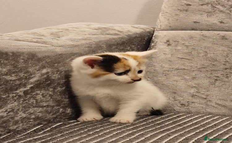 Mixed Breed cats - Advert 6