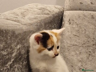 Mixed Breed cats - Advert 6