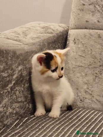 Mixed Breed cats - Advert 6