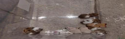 Hamster rodents for sale: Syrian hamster - Advert 4