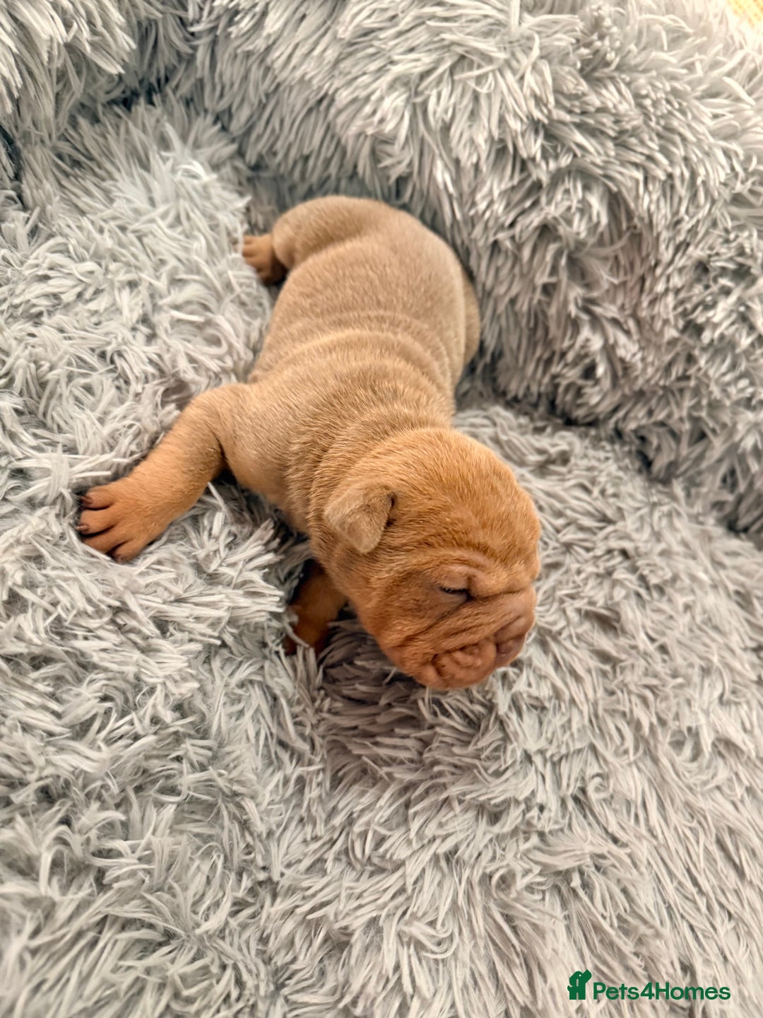 Mixed Breed dogs for sale: Gawjuss Bullpei Puppies 🐶 - Advert 22