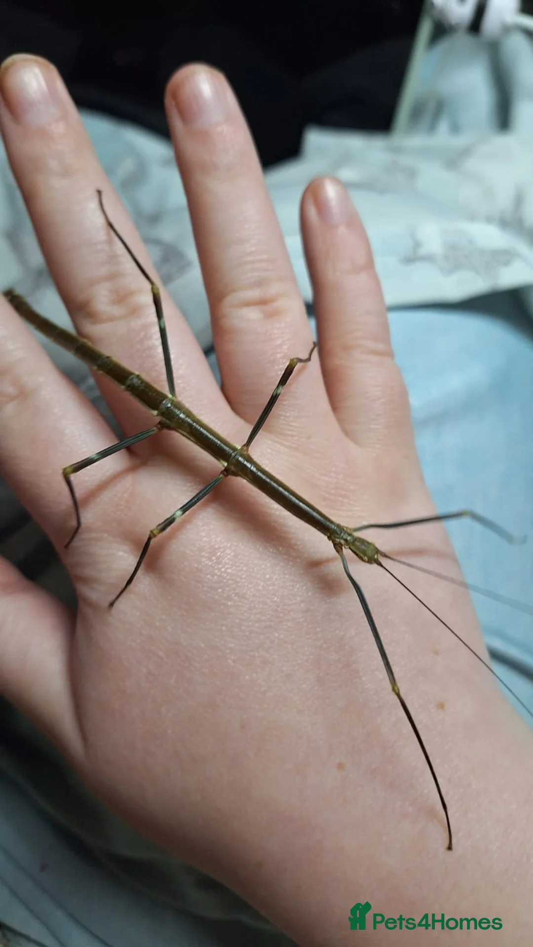 Stick Insects invertebrates for sale: 2x Lonchodiodes sp "Ilocos" female stick insects  - Advert 1