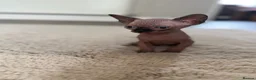 Sphynx cats for sale: 3 Girls left TICA Canadian Elf Sphynx  - Advert 7