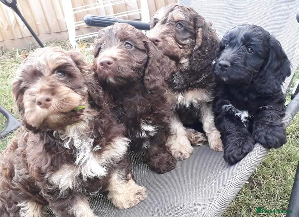 Cocker Spaniel dogs Beautiful show cockapoo litter due 1st march  - Advert 17