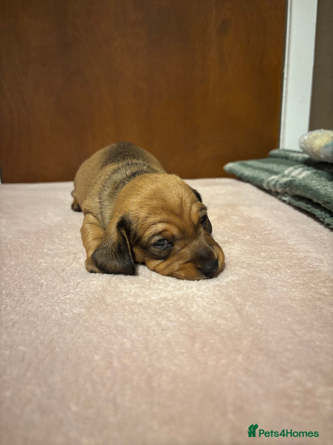 Miniature Dachshund dogs for sale: Miniature dachshund (1 girl left) - Advert 10