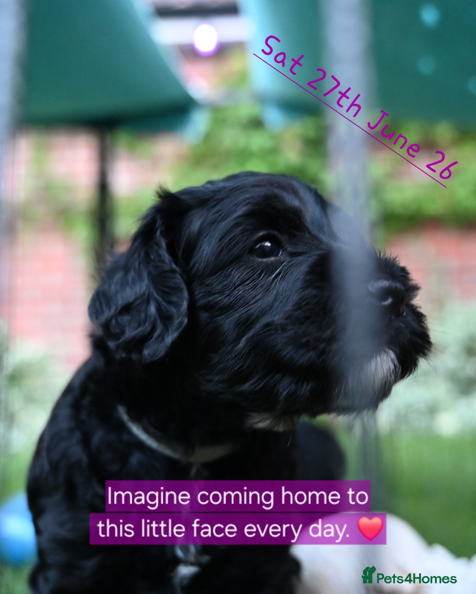 Cockapoo dogs 🐾F2 Cockapoos Puppies Wiltshire💗💗💗💙💙 - Advert 2
