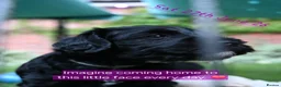 Cockapoo dogs for sale: 🌟 Vet-Checked F2 Cockapoo Girls – Ready 24 July🐾 - Advert 25