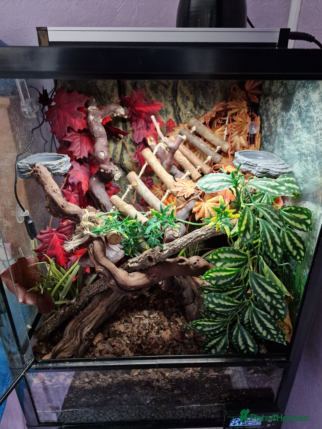 Gecko reptiles for sale: Male Crested Dalmation gecko  - Advert 1