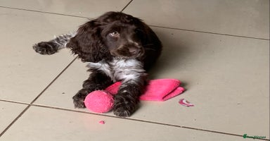 Cocker Spaniel dogs - Advert 1