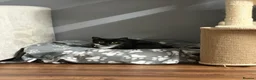 Domestic Shorthair cats for sale: Female cat in need of rehoming  - Advert 2