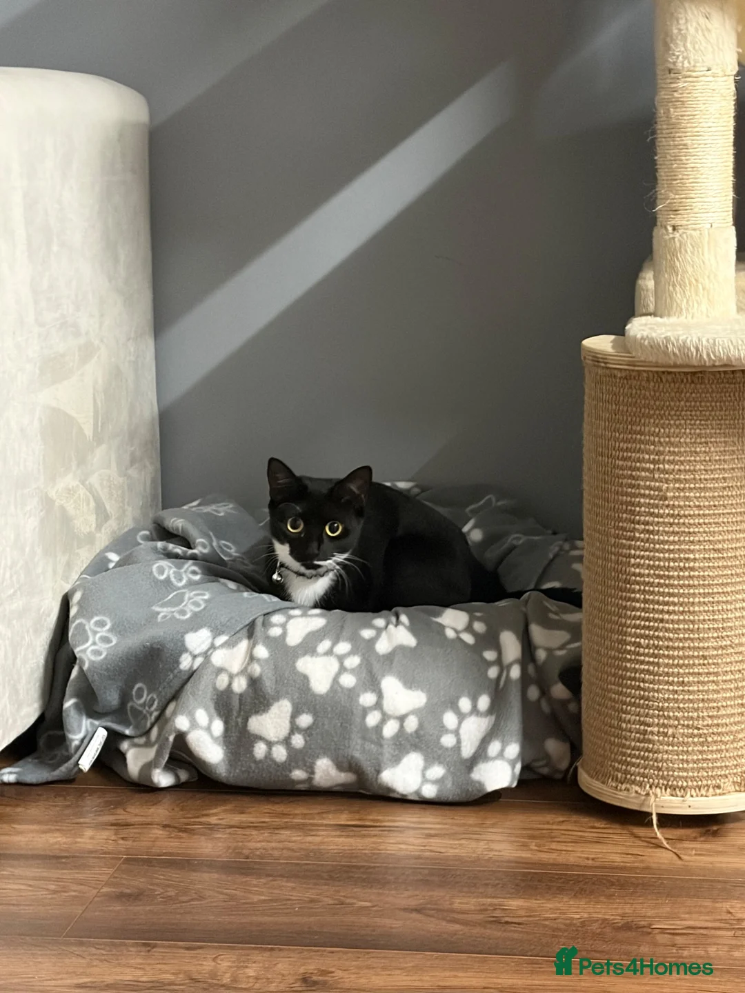 Domestic Shorthair cats for sale: Female cat in need of rehoming  - Advert 2