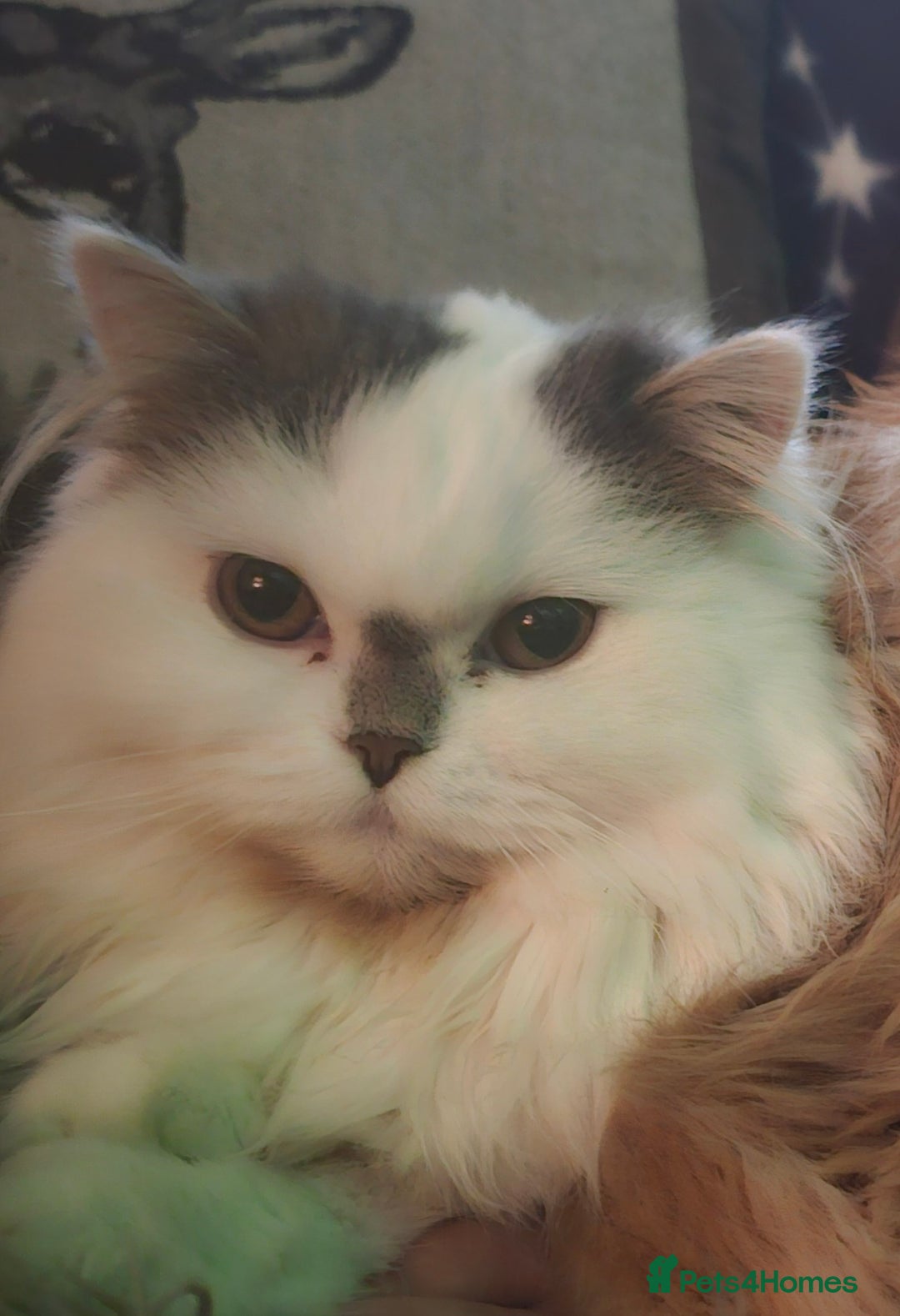 Scottish Fold cats for sale: A very beautiful Scottish Fold kitten - Advert 12