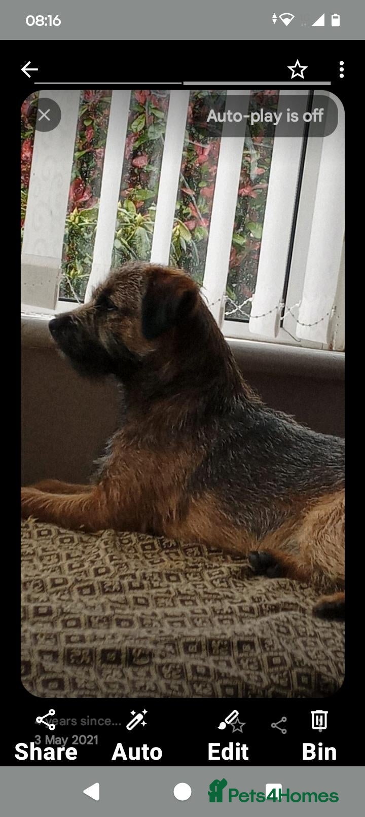 Border Terrier dogs for sale: Border terrier puppies  - Advert 19