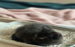 Bombay cats for sale: Black kitten 2 months  - Image 5