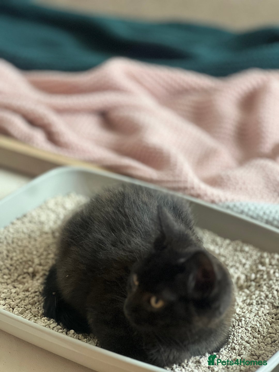 Bombay cats for sale: Black kitten 2 months  - Image 5