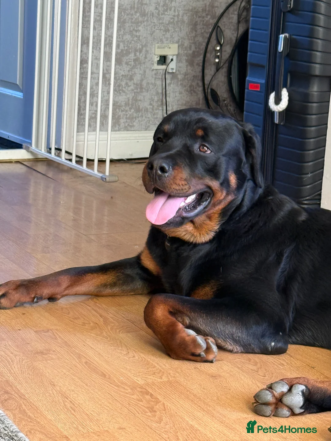 Rottweiler dogs for stud: male rottie for stud - Advert 2