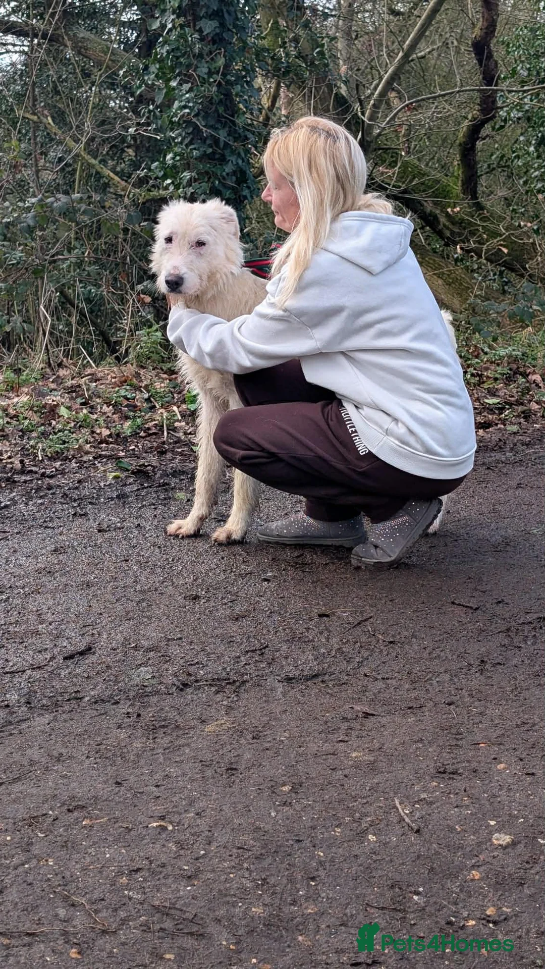 Mixed Breed dogs for adoption: Peter - Norwich Norfolk  in Norwich - Advert 10