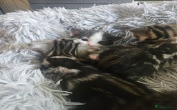 British Shorthair cats for sale: Kittens for sale - Image 5