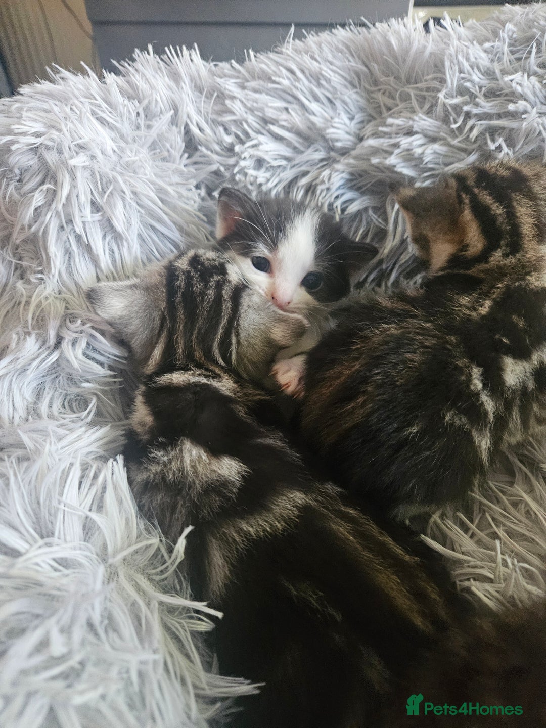 British Shorthair cats for sale: Kittens for sale - Image 5