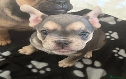 Mixed Breed dogs for sale: Beautiful female puppy ready today  - Image 34