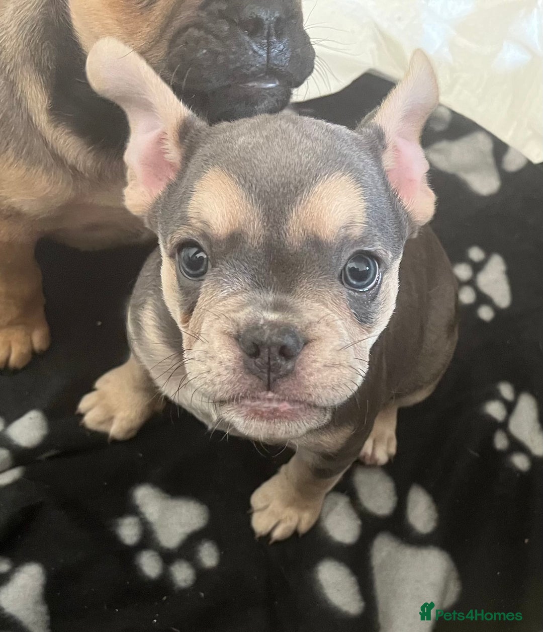Mixed Breed dogs for sale: Beautiful female puppy ready today  - Image 34
