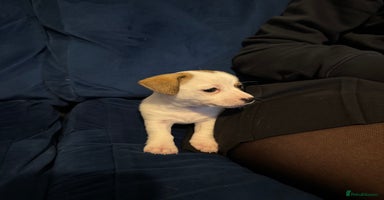 Mixed Breed dogs - Advert 11