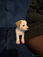 Mixed Breed dogs - Advert 11