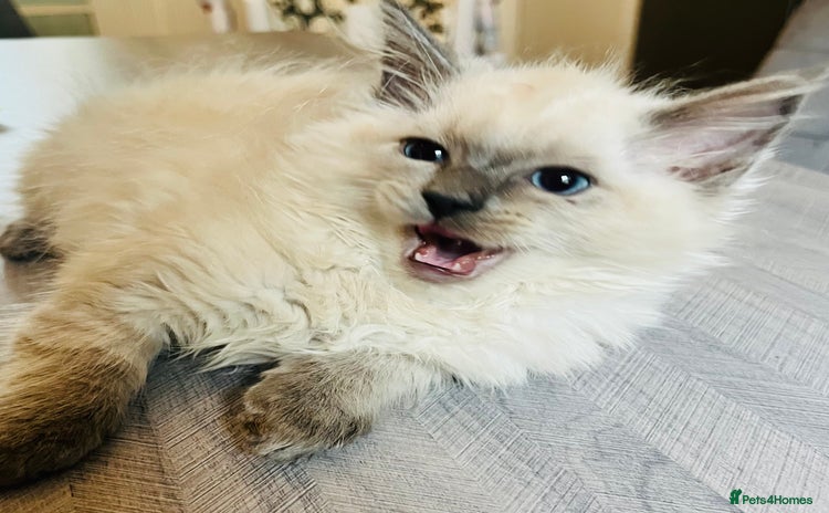 Ragdoll cats - Advert 6
