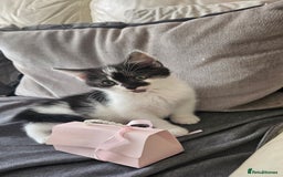 Mixed Breed cats for sale: Beautiful Friendly Kitten  - Image 2