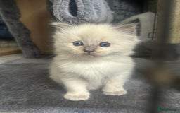 Ragdoll cats for sale: Ragdoll kittens  - Image 2