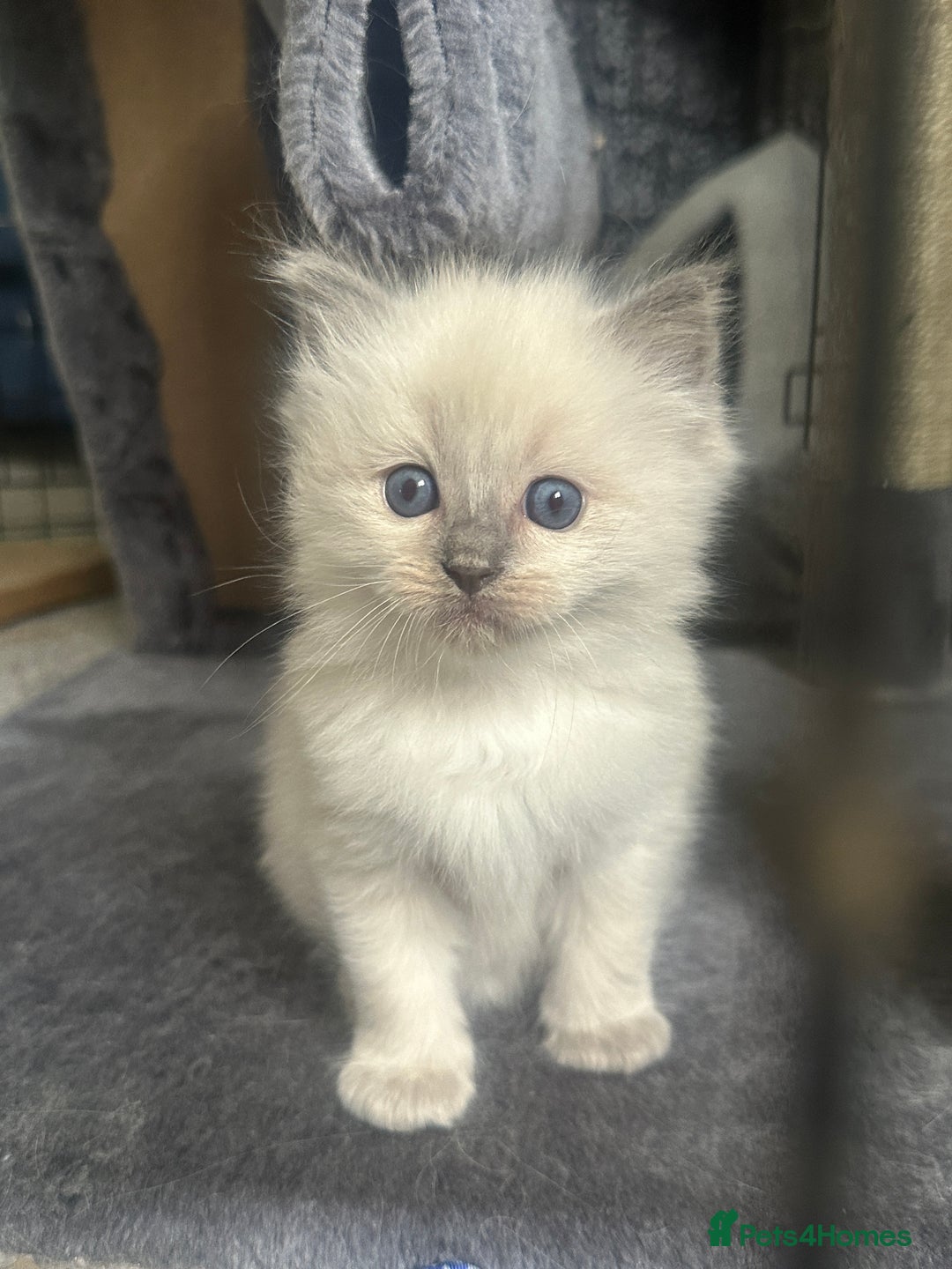 Ragdoll cats for sale: Ragdoll kittens  - Image 2