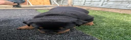 Rottweiler dogs for sale: 4 rottweiler boys  - Advert 15