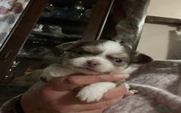Chihuahua dogs for sale: Beautiful long coat chihuahua - Image 1