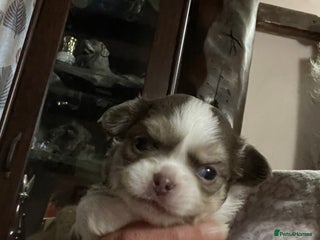 Chihuahua dogs for sale - Advert 1