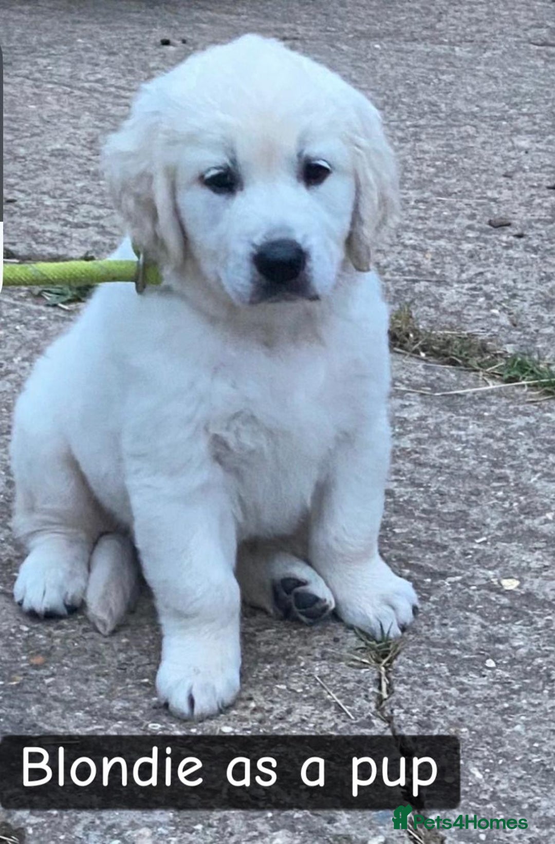 Goldendoodle dogs for sale: Gorgeous F1 Golden Doodles ❤️ - Advert 5