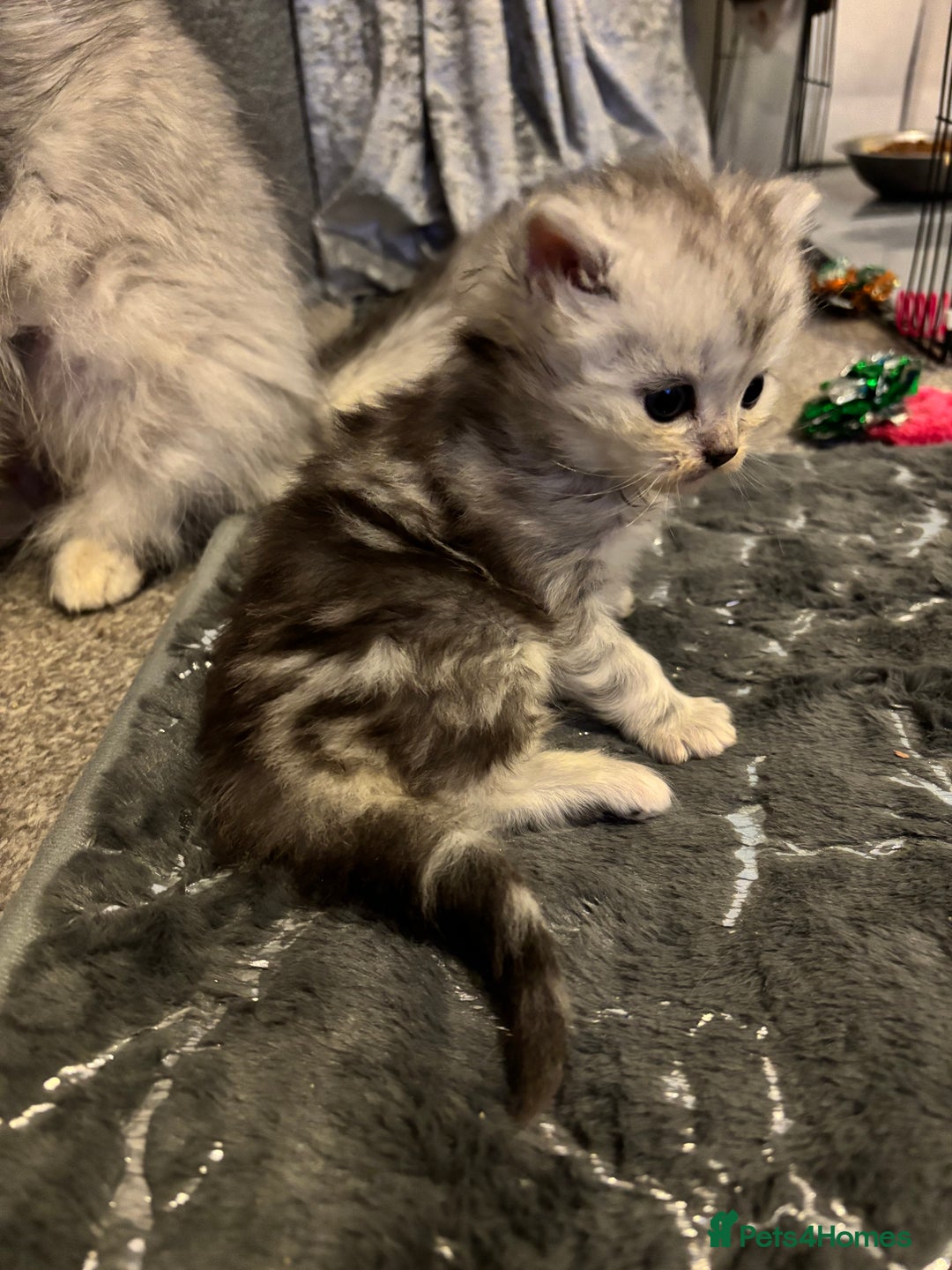 Maine Coon cats for sale: Maincoon / Persian babies looking for laps  - Advert 24