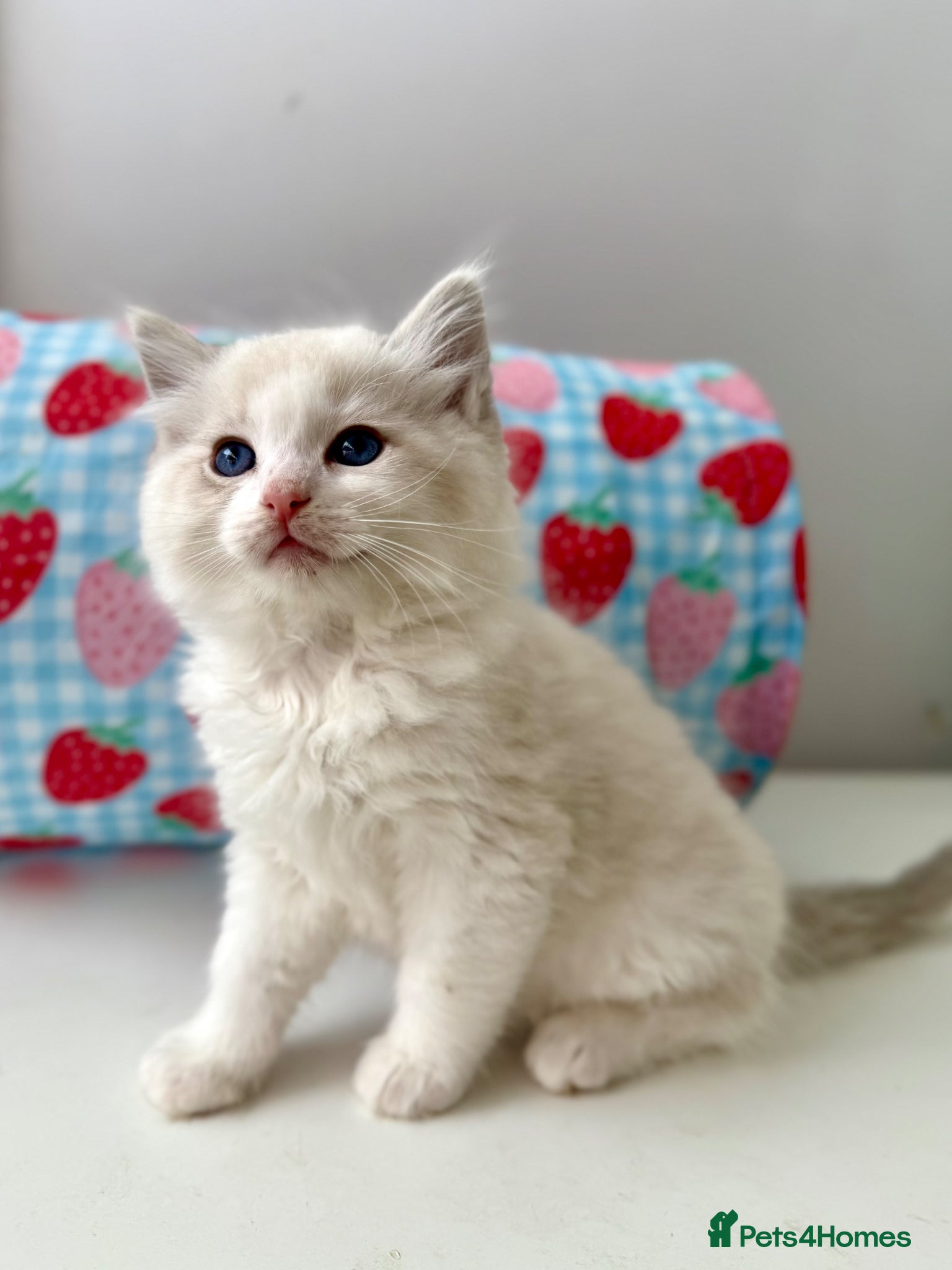 Ragdoll cats TICA registered ragdoll kittens - Advert 14