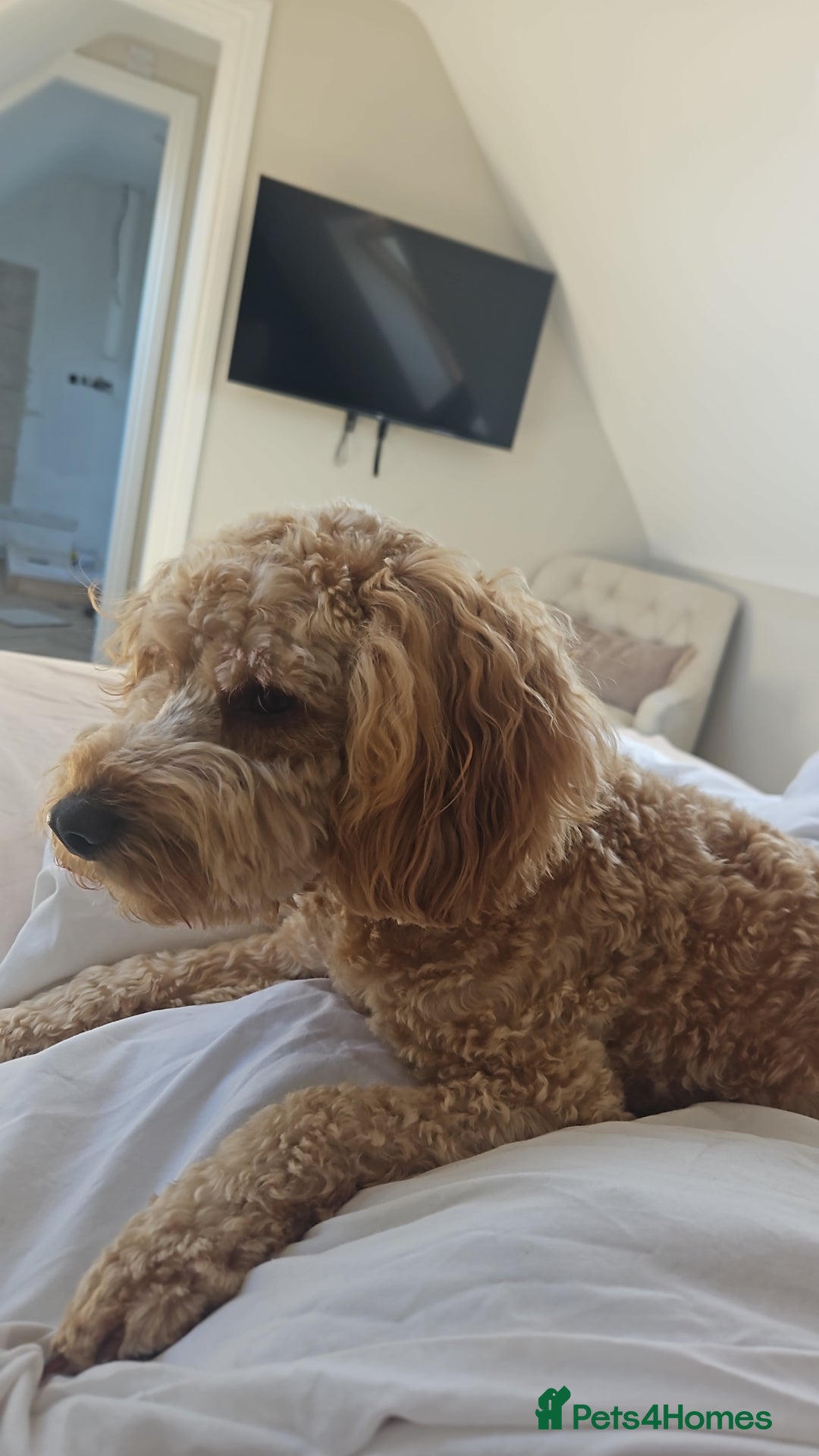 Cockapoo dogs for sale: Teddy / Ted / Tedwyn 🧸   - Image 16