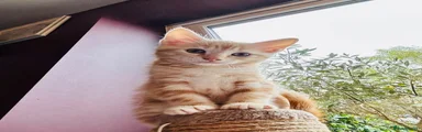 Maine Coon 1