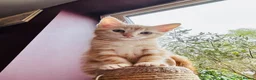 Maine Coon cats for sale:  Maine Coon X ready NOW - Advert 8