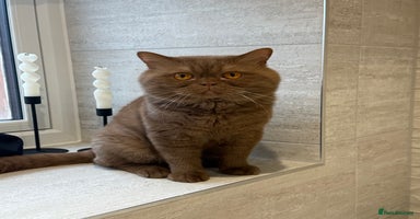 British Shorthair cats - Advert 8