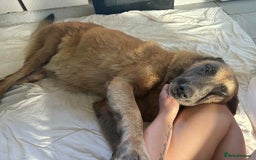 Mixed Breed dogs for adoption: Ava. Norwich Norfolk  - Image 10