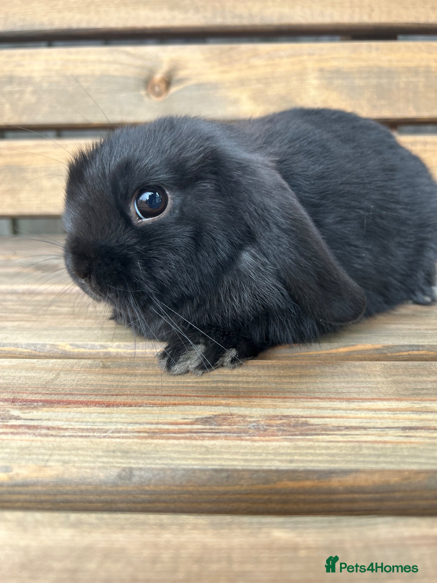 Mini Lop rabbits 🐰STUNNING BLACK DOE LEFT🐰 - Advert 2