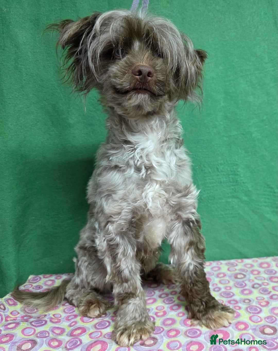 Labradoodle dogs for adoption: MARVIN – Miniature Labradoodle (Male) - Advert 3