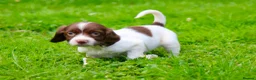English Springer Spaniel dogs for sale: Working Line Liver And White Springer Spaniels - Advert 5