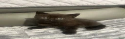 British Shorthair cats for sale: British shorthair kittens - Advert 13