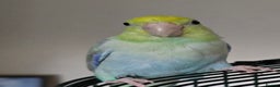 Parakeets birds for sale: Parrotlet - Advert 1