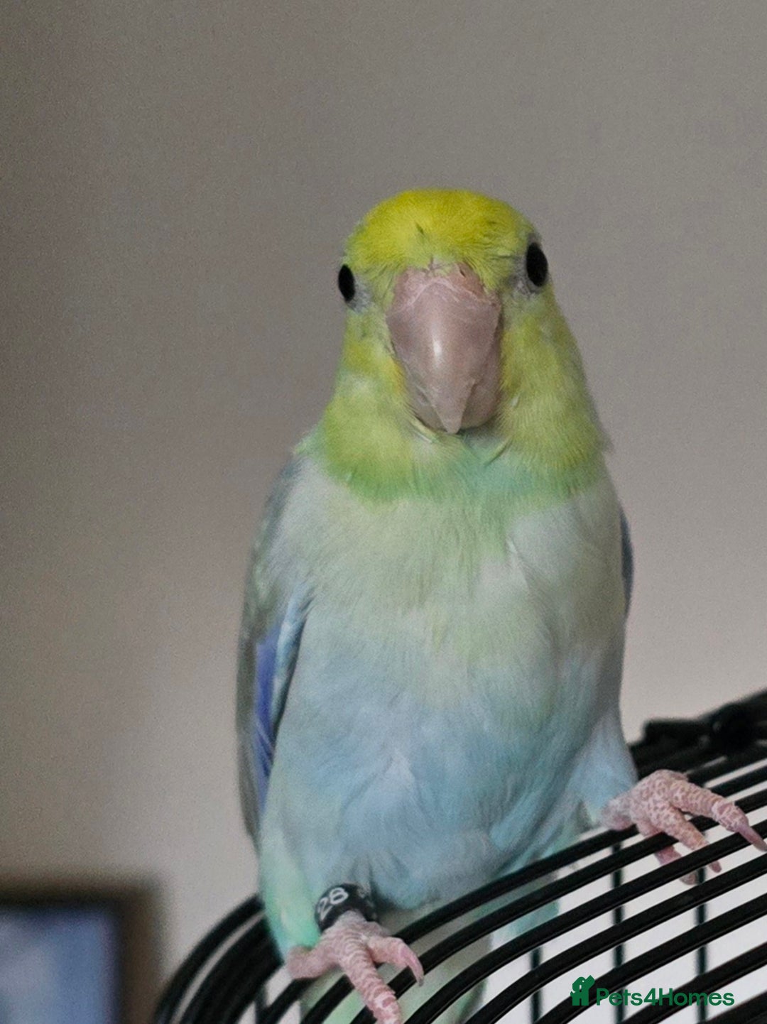 Parakeets birds for sale: Parrotlet - Advert 1