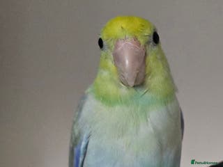 Parakeets birds Parrotlet - Advert 4